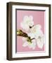 White cherry blossoms-Ada Summer-Framed Photographic Print