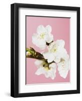 White cherry blossoms-Ada Summer-Framed Photographic Print