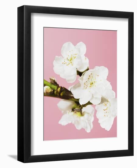 White cherry blossoms-Ada Summer-Framed Photographic Print