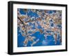 White Cherry Blossoms-Nelson Charette-Framed Photographic Print