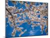 White Cherry Blossoms-Nelson Charette-Mounted Photographic Print