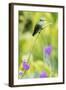 White-Chested Emerald-Ken Archer-Framed Photographic Print