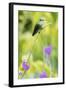 White-Chested Emerald-Ken Archer-Framed Photographic Print