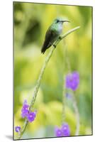 White-Chested Emerald-Ken Archer-Mounted Photographic Print