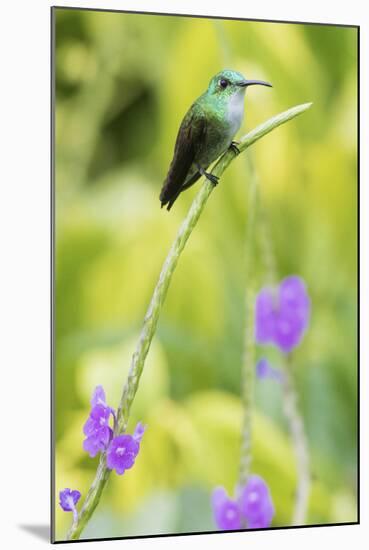 White-Chested Emerald-Ken Archer-Mounted Photographic Print