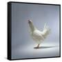 White Chicken-Luzia Ellert-Framed Stretched Canvas
