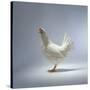 White Chicken-Luzia Ellert-Stretched Canvas