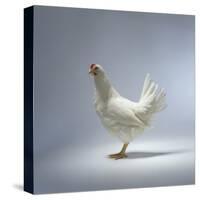 White Chicken-Luzia Ellert-Stretched Canvas