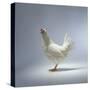 White Chicken-Luzia Ellert-Stretched Canvas