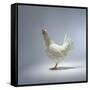 White Chicken-Luzia Ellert-Framed Stretched Canvas