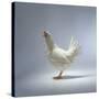 White Chicken-Luzia Ellert-Stretched Canvas