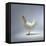 White Chicken-Luzia Ellert-Framed Stretched Canvas