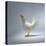 White Chicken-Luzia Ellert-Stretched Canvas