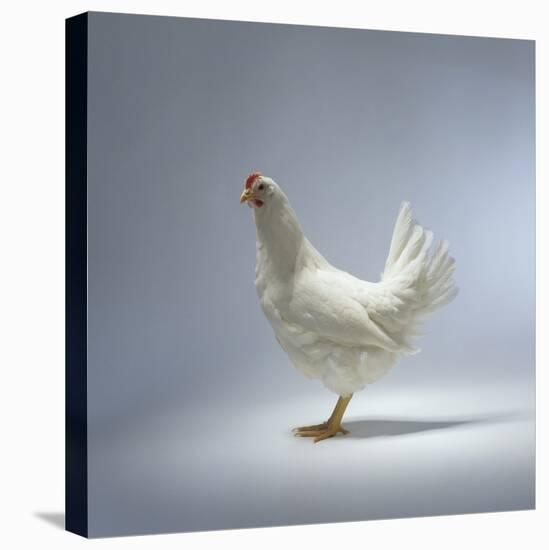 White Chicken-Luzia Ellert-Stretched Canvas