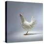 White Chicken-Luzia Ellert-Stretched Canvas