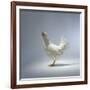 White Chicken-Luzia Ellert-Framed Photographic Print