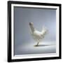 White Chicken-Luzia Ellert-Framed Photographic Print