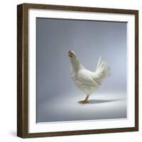 White Chicken-Luzia Ellert-Framed Photographic Print