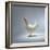 White Chicken-Luzia Ellert-Framed Photographic Print