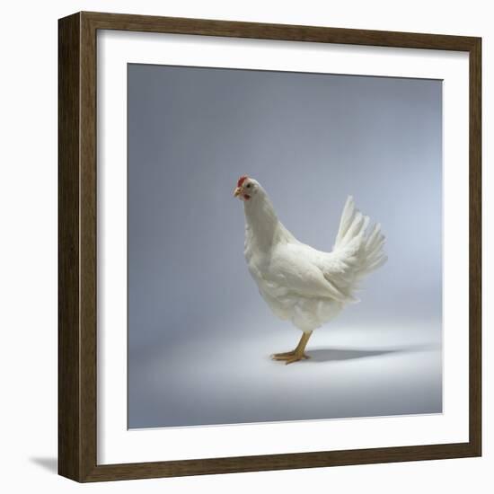 White Chicken-Luzia Ellert-Framed Photographic Print