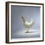 White Chicken-Luzia Ellert-Framed Photographic Print