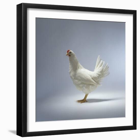 White Chicken-Luzia Ellert-Framed Photographic Print