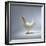 White Chicken-Luzia Ellert-Framed Photographic Print