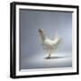 White Chicken-Luzia Ellert-Framed Photographic Print