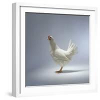 White Chicken-Luzia Ellert-Framed Photographic Print