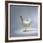 White Chicken-Luzia Ellert-Framed Photographic Print