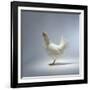 White Chicken-Luzia Ellert-Framed Photographic Print