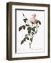 White China Rose-Pierre Joseph Redoute-Framed Giclee Print