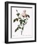 White China Rose-Pierre Joseph Redoute-Framed Giclee Print