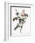 White China Rose-Pierre Joseph Redoute-Framed Giclee Print