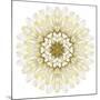 White Chrysathemum Mandala Flower Kaleidoscopic-tr3gi-Mounted Art Print