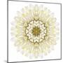 White Chrysathemum Mandala Flower Kaleidoscopic-tr3gi-Mounted Art Print