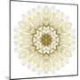 White Chrysathemum Mandala Flower Kaleidoscopic-tr3gi-Mounted Art Print