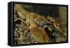 White Clawed Crayfish (Austropotamobius Pallipes) on River Bed, Viewed Underwater, River Leith, UK-Linda Pitkin-Framed Stretched Canvas