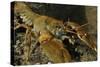 White Clawed Crayfish (Austropotamobius Pallipes) on River Bed, Viewed Underwater, River Leith, UK-Linda Pitkin-Stretched Canvas