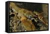 White Clawed Crayfish (Austropotamobius Pallipes) on River Bed, Viewed Underwater, River Leith, UK-Linda Pitkin-Framed Stretched Canvas