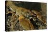 White Clawed Crayfish (Austropotamobius Pallipes) on River Bed, Viewed Underwater, River Leith, UK-Linda Pitkin-Stretched Canvas