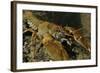 White Clawed Crayfish (Austropotamobius Pallipes) on River Bed, Viewed Underwater, River Leith, UK-Linda Pitkin-Framed Photographic Print