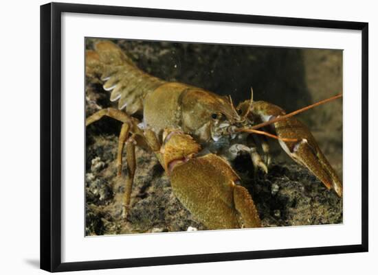 White Clawed Crayfish (Austropotamobius Pallipes) on River Bed, Viewed Underwater, River Leith, UK-Linda Pitkin-Framed Photographic Print