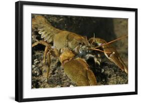 White Clawed Crayfish (Austropotamobius Pallipes) on River Bed, Viewed Underwater, River Leith, UK-Linda Pitkin-Framed Photographic Print