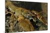 White Clawed Crayfish (Austropotamobius Pallipes) on River Bed, Viewed Underwater, River Leith, UK-Linda Pitkin-Mounted Photographic Print