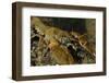 White Clawed Crayfish (Austropotamobius Pallipes) on River Bed, Viewed Underwater, River Leith, UK-Linda Pitkin-Framed Photographic Print