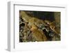White Clawed Crayfish (Austropotamobius Pallipes) on River Bed, Viewed Underwater, River Leith, UK-Linda Pitkin-Framed Photographic Print
