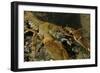 White Clawed Crayfish (Austropotamobius Pallipes) on River Bed, Viewed Underwater, River Leith, UK-Linda Pitkin-Framed Photographic Print