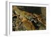 White Clawed Crayfish (Austropotamobius Pallipes) on River Bed, Viewed Underwater, River Leith, UK-Linda Pitkin-Framed Photographic Print