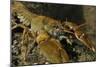 White Clawed Crayfish (Austropotamobius Pallipes) on River Bed, Viewed Underwater, River Leith, UK-Linda Pitkin-Mounted Photographic Print